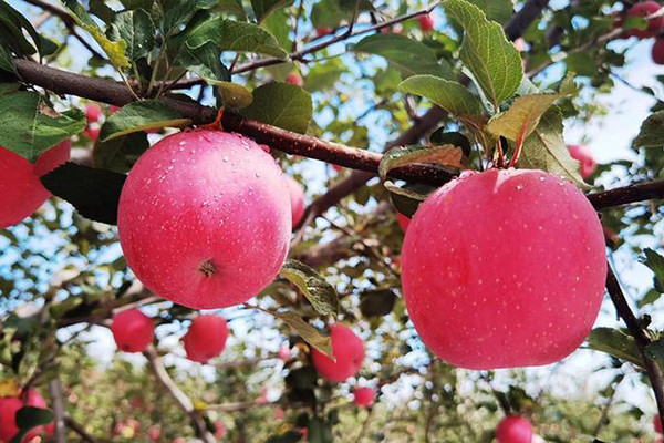 脆裕祥吉縣蘋果